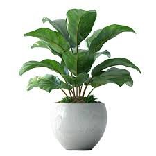 INDOOR PLANTS