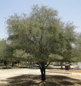 Acacia arabica