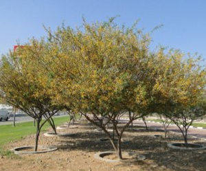 Acacia farnesiana