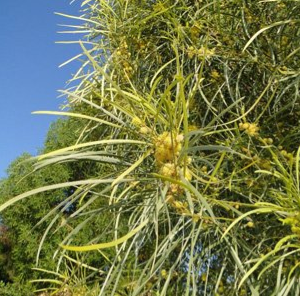 Acacia stenophylla
