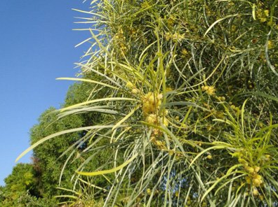 Acacia stenophylla