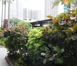 Acalypha wilkesiana (Copper Leaf)