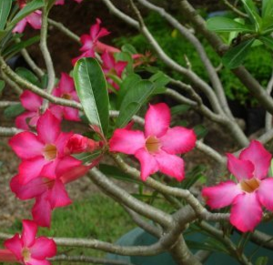 Adenium obesum (Desert Rose)