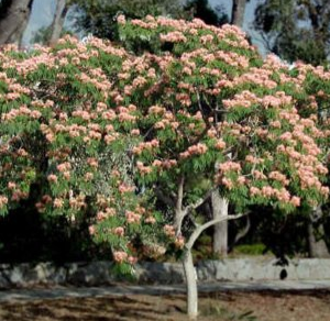 Albizia julibrissin