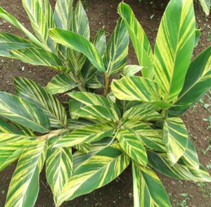 Alpinia zerumbet (Ginger Lily)