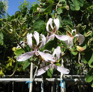 Bauhinia alba