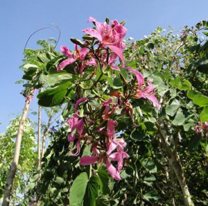 Bauhinia purpurea