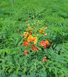 Caesalpinia pulcherrima (Barbados Pride)