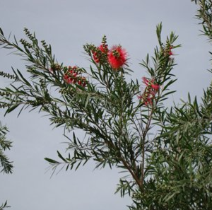 Callistemon viminalis