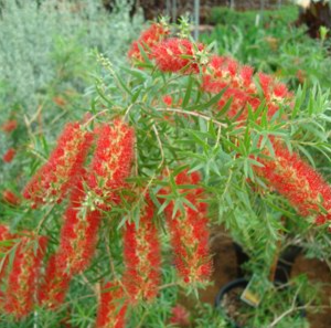 Callistemon viminalis Captain Cook