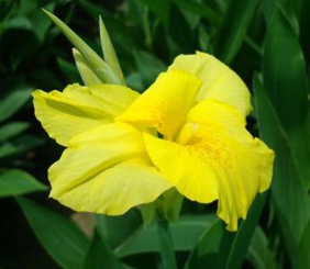 Canna indica (Canna Lily, Indian Shot)