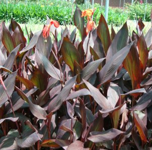 Canna indica Purpurea (Canna Lily, Indian Shot)