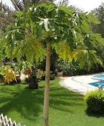 Carica papaya (Papaya)