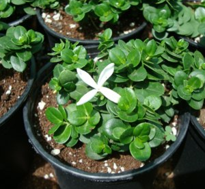 Carissa grandiflora Boxwood Beauty (Compact Natal Plum)