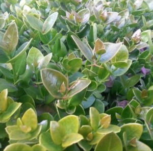 Carissa grandiflora (Natal Plum)