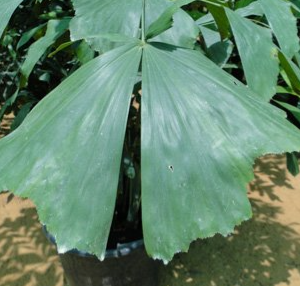 Caryota mitis (Burmese Fishtail Palm, Clustered Fishtail Palm)