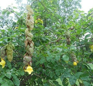 Caryota urens (Jaggery Palm, Sago Palm, Toddy Palm, Wine Palm)