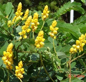 Cassia alata (Candle Bush, Empress Candle Plant, Candletree, Candelabra Bush, Ringworm Tree)