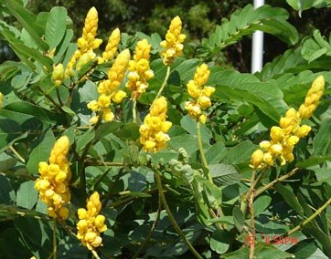 Cassia alata (Candle Bush, Empress Candle Plant, Candletree, Candelabra Bush, Ringworm Tree)