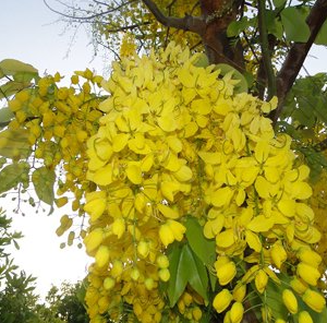Cassia fistula
