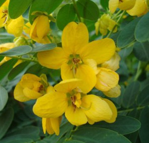Cassia surattensis (Sunshine Tree, Scrambled Egg Tree, Glossy Shower)