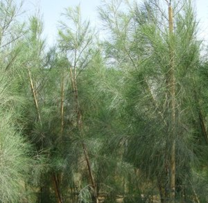 Casuarina equisetifolia