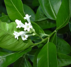 Cestrum diurnum (Day Jessamine)