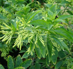 Cestrum nocturnum (Night Blooming Jasmine, Night Scented Jessamine, Queen of the Night)