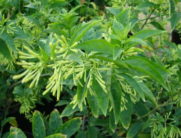 Cestrum nocturnum (Night Blooming Jasmine, Night Scented Jessamine, Queen of the Night)