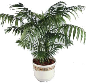 Chamaedorea elegans Breedblading