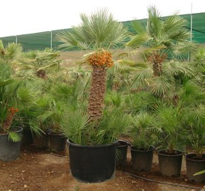Chamaerops humilis var. cerifera (Fan Palm)