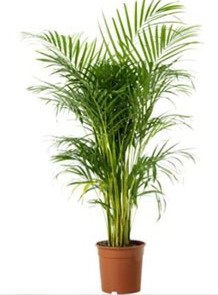 Chrysalidocarpus lutescens