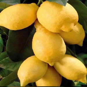 Citrus lemon (Lemon)