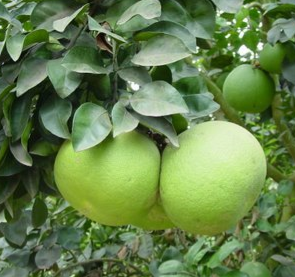 Citrus maxima (Pomelo)