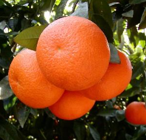 Citrus reticulata (Mandarin)