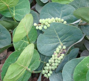 Coccoloba uvifera (Sea Grape)