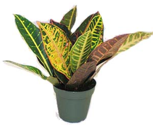 Codiaeum variegatum Petra