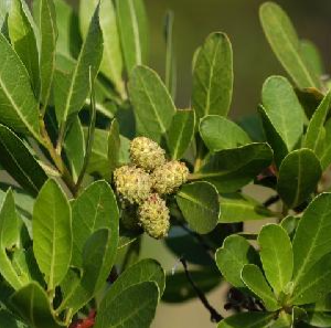 Conocarpus Saudi