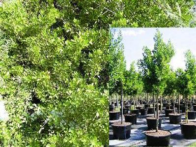 Conocarpus lancifolious