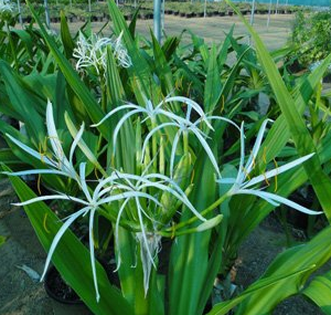 Crinum asiaticum (Poison Bulb, Giant Crinum Lily, Grand Crinum Lily, Spider Lily)