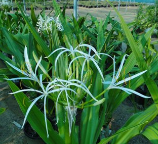 Crinum asiaticum (Poison Bulb, Giant Crinum Lily, Grand Crinum Lily, Spider Lily)