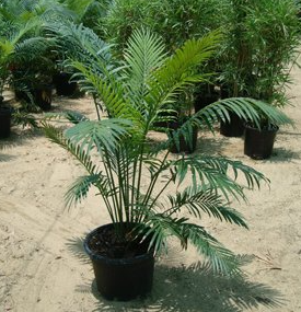 Cycas circinalis (Crozier Cycas, Fern Cycas, Fern Palm, Palm-leaved Cycas, Queen Sago, Sago Palm)