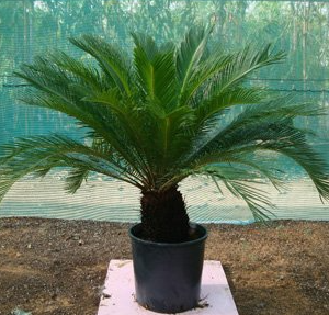 Cycas revoluta (Japanese Sago Palm, King Sago Palm, Sago Cycas, Sago Palm)