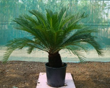 Cycas revoluta (Japanese Sago Palm, King Sago Palm, Sago Cycas, Sago Palm)