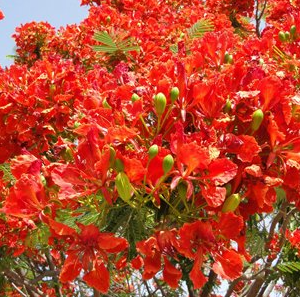 Delonix regia