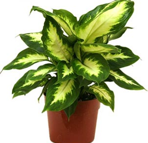 Dieffenbachia Camilla