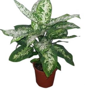 Dieffenbachia Mars