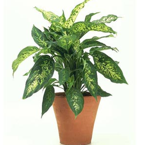 Dieffenbachia compacta