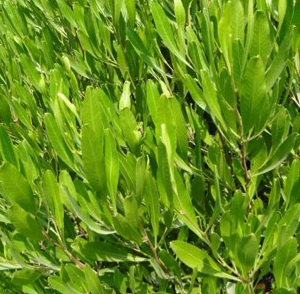 Dodonaea viscosa Green (Purple Hop-Bush)