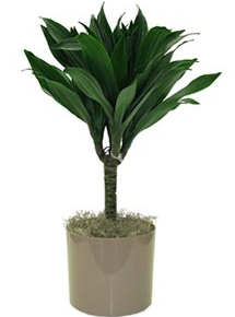 Dracaena Janet Craig